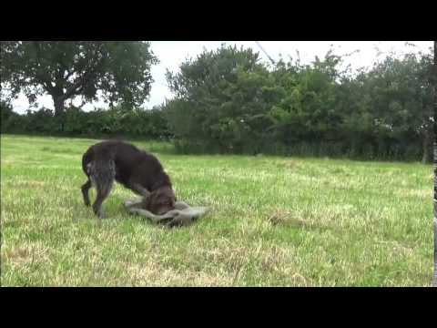 Basic Training Griffon