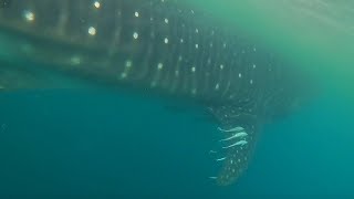 Whale Shark Encounter - Destin, FL - August 9th 2020