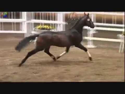 Fidertanz x Sir Donnerhall I Dressage Stallion