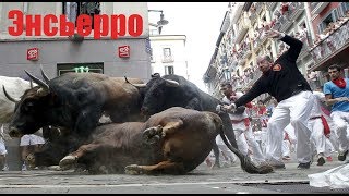 Колумбийский забег с быками обернулся смертью - Видео онлайн