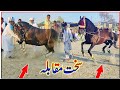 Horse Dance Best Video 2024|Amazing Horse Dance Official Video|Ghora Dance|Jutt Da Styal