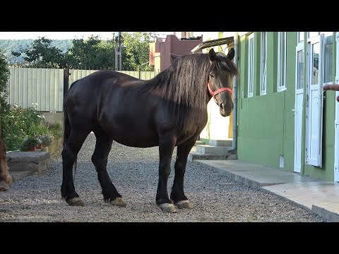 Caii domnului Dragan de la Floresti, Cluj - 2022 Nou!!!
