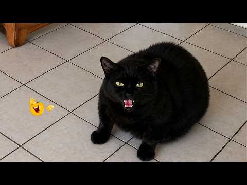 Best Cat Moments 🐈 | TRY NOT TO LAUGH – FUNNY Cat FAILS Compilation 😹😂