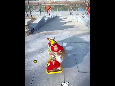 Skateboarding dog level 100!🐶#usa #dog #shorts