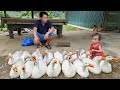 Harvesting ducks goes to village market sell and Buy ducklings and chicks to raise/Xuan Truong