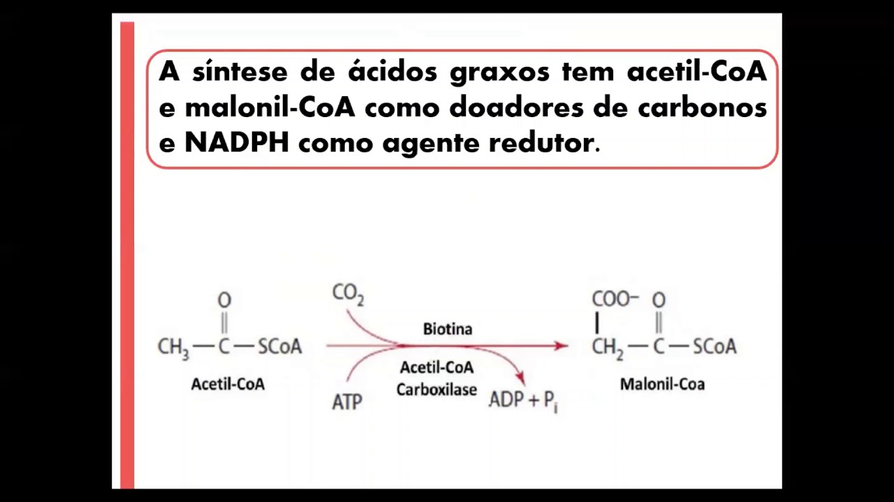 Biossíntese de Ácidos Graxos