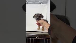 Video preview image #1 Dachshund-Unknown Mix Puppy For Sale in Benton, LA, USA