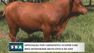 Miniatura do vídeo
