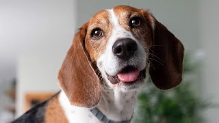 Top 5 Best Tick Repellents for Dogs in 2023 - [Review & Buyi