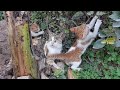 Crazy Kittens Jumping On Mother Cat And Biting Her Tail