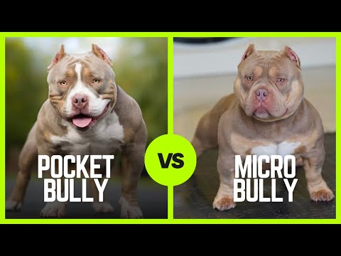 Pocket Bullies Vs Micro Bullies!!! Who's The Biggest Bully?!?! 🐶🐶