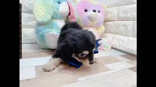 ハーフ犬の動画01