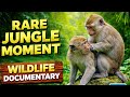 Wildlife Monkey Meeting How Monkeys Mate Nature S Intriguing Process
