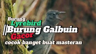 Download lagu Burung Lyrebird||Burung Galbin GACOR||cocok banget buat masteran #burungmasteran #birdsounds #birds mp3 Download lagu Burung Lyrebird||Burung Galbin GACOR||cocok banget buat masteran #burungmasteran #birdsounds #birds mp3