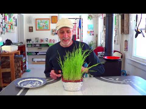 Continuous Hydroponic Cat Grass