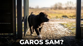 Central Asian Shepherd Dog olfactory socialization 😀 Garos socialization in practice 🤔💪