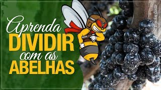 Miniatura do vídeo