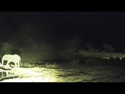 Djuma: Lone Elephant - 23:03 - 04/04/19