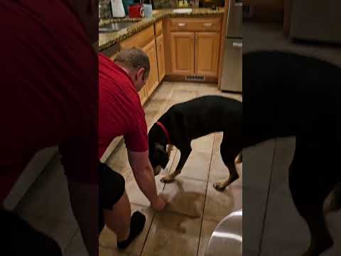 Penny, an adoptable Coonhound Mix in Columbus, OH_image-1