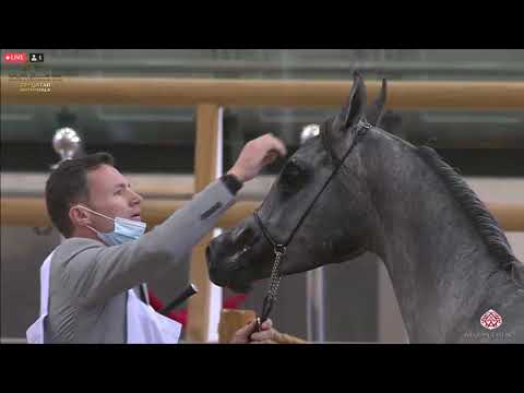 N 136 AL KAYDAH AL SRAIYA   23rd Qatar National Arabian Horse Show   Yearling Fillies Class 3A