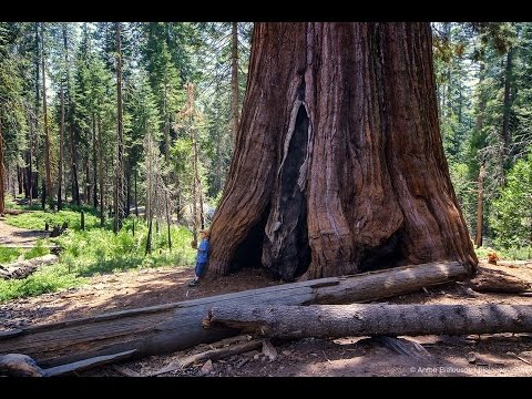 СЕКВОЙЯ КАЛИФОРНИЙСКАЯ (Sequoia sempervirens). California, USA