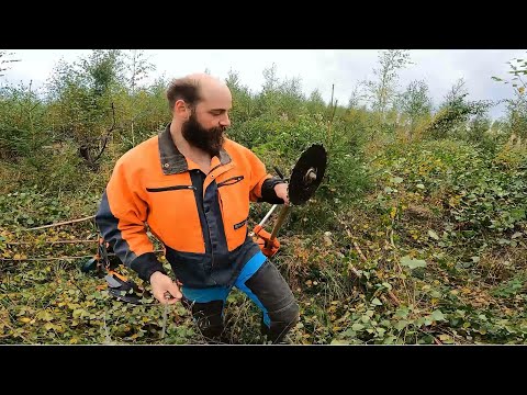 Metsään on tullut jo syys