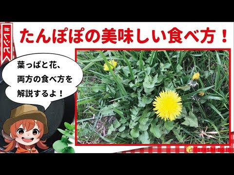 庭で採れたタンポポを食べてもいいですか？彼らの利点は何ですか?どのように選んで保管すればよいでしょうか？  庭園