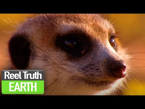 Birth of the Meerkat Pups | Ella: A Meerkat's Tale (BBC) | Nature Documentary | Reel Truth Earth