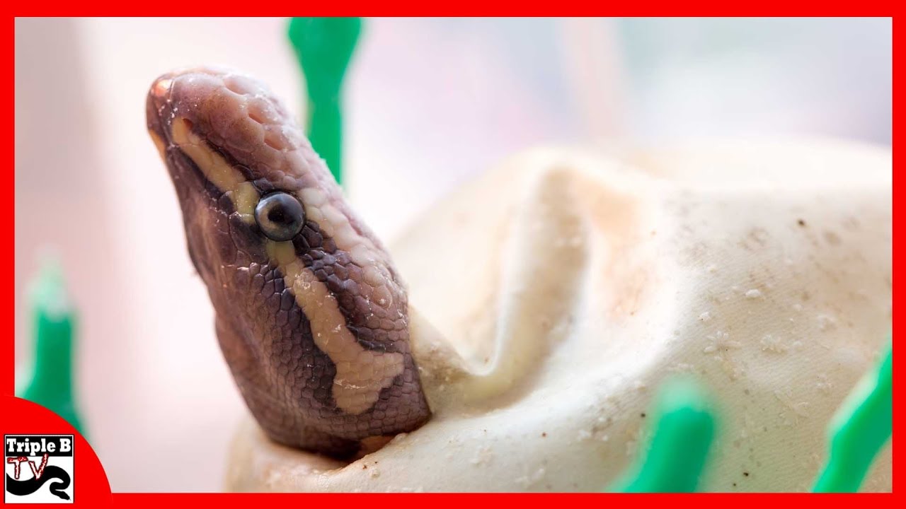 Our First Ball Python Clutch (What Went Wrong?) : Triple B TV - Ep.66