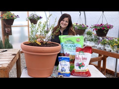 download lagu mp3 mp4 Blueberry Potting Soil Mix, download lagu Blueberry Potting Soil Mix gratis, unduh video klip Blueberry Potting Soil Mix