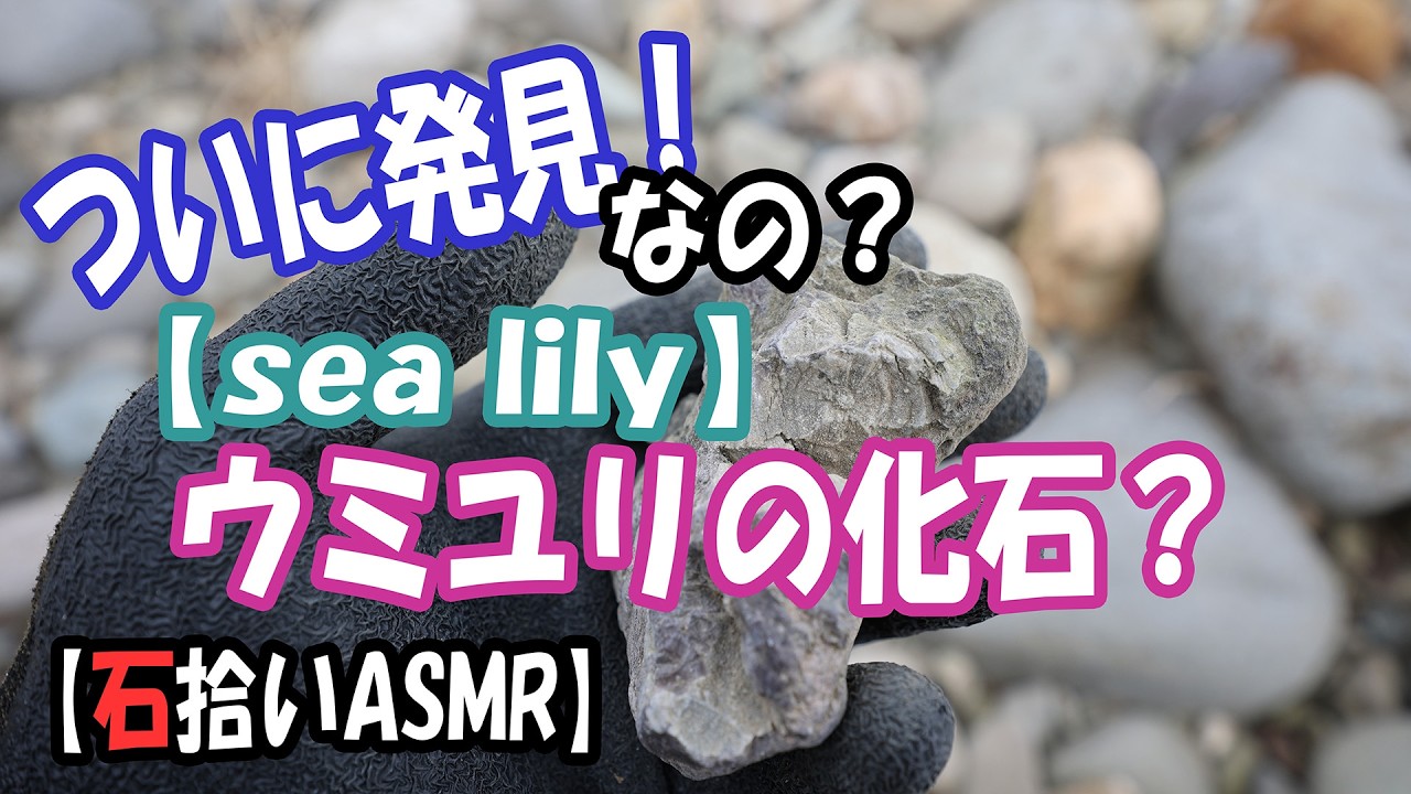 ついに発見、ウミユリの化石。
