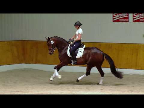 HIGH HEELS St v Damon Hill x Roadster