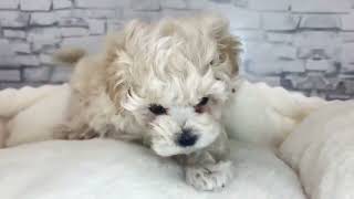 ハーフ犬の動画01