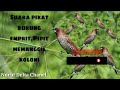 Suara Pikat Burung Emprit Pipit Memanggil Koloni