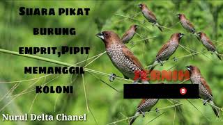Download lagu Suara pikat burung,emprit/Pipit memanggil koloni mp3 Download lagu Suara pikat burung,emprit/Pipit memanggil koloni mp3