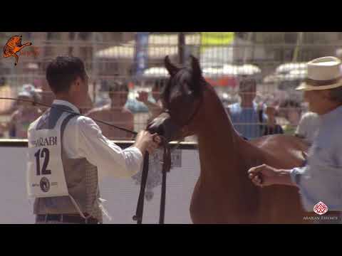 N 12 YALDEZ AL AZIZA   2020 Menton Mediterranean and Arab Countries Arabian Horse Championship   Yea