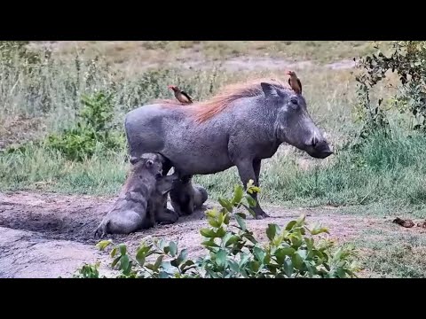 Mom warthog and her three cute piglets at Djuma Waterhole