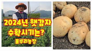 감물 감자 축제 감자 수확시기 확인 감물감자 괴산감자 수미감자 심은지 78일 [감자재배방법]