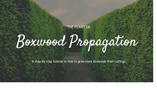 How to propagate Boxwood | How to root Boxwood