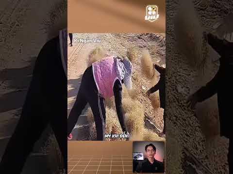 Ăn đến tuyệt chủng | Rì Ngắn Viu