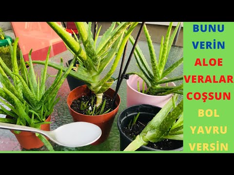 , title : 'Aloe Vera Coşturan Ve Bol Yavru Verdiren Karışım/ Aloe Vera Bakımı/ Aloe Vera Sulama -Pirinç Suyu /'