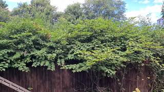 Japanese Knotweed Infestation On A Neighbour