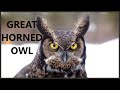 Great Horned Owl Sounds Great Horned Owl Call Sound Of Great Horned Owl Hoot Owl Screech