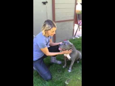 Peepers, an adopted Pit Bull Terrier & English Bulldog Mix in Pasadena, CA_image-1