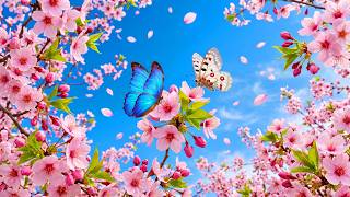 (No Ads) Peaceful Spring Tunes 🌸 Relaxing Music to Calm Your Heart & Mind