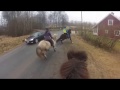 Une voiture fonce de plein fouet sur ces chevaux, puis ce qu'il se produit ensuite enrage des millions de gens!