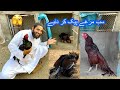 Sb Murga Seal Pack Kr Dye 🫣 For You Bhi Gya