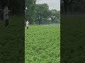 Soyabean Me Spray Malwa Viral Status Shorts Short Whatsappstatus Farming