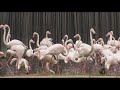 Zoo Day Meet The Flamingo