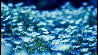 ☘️☕【オリジナル曲】　『青よ、走れ』🌌　／ギター弾き語り✨　 #オリジナル曲弾き語り #歌ってみた #ギター